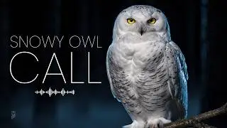 Snowy Owl &mdash; Real Calls Recorded in the Wild | Pure Arctic Sound