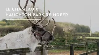 Le Chameau x Haughton Park Reindeer