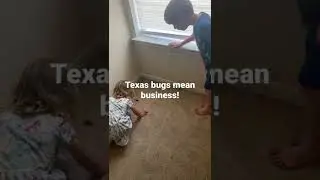 That is a bug! Not a bird! Texas bugs mean business, within an hour, they got our cat&rsquo;s food.