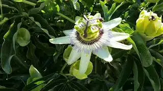 Blue Passionflower  Passiflora Caerulea Bluecrown