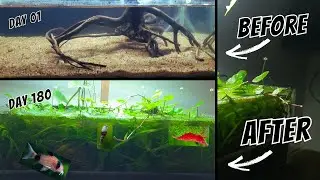 How to make under water jungle #ecosystem #aquascape #miniature #diy
