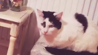 My cat is in deep thought