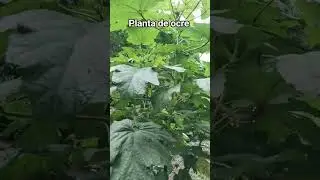 planta de ocre #plantas #alimentos #elsalvador