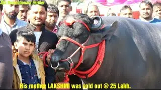 Heera Bull( हीरा झोटा)-25 लाख की भैंस -Lakshmi का बेटा.  @ CIRB Mela.  Super Champion Murrah Bull.