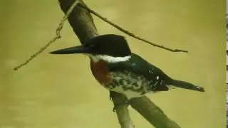 Green Kingfisher (Houston, Texas)