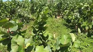 Invasive Plant Management