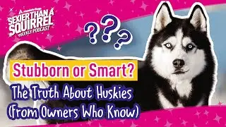 Stubborn or Smart? The Truth About Huskies (From Owners Who Know)