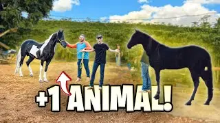 FUI BUSCAR o SEGUNDO ANIMAL ESPECIAL DE 100 MIL!