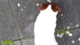 Milo action