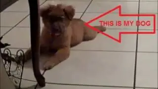 SCOUT ON CRACK
