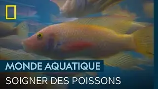 Comment soigner ces poissons infestés par un parasite ?