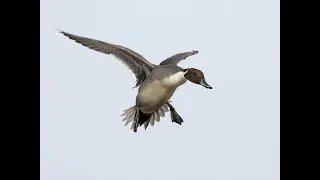 Duck Hunting || Pintail,Gadwall,Murgabhi in Pakistan || 2022
