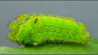 Nettle Caterpillar (Parasa lepida) บุ้งเขียว แมงบ้งหาน