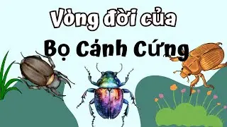 V&ograve;ng Đời Của Bo C&aacute;nh Cứng Bao Nhi&ecirc;u Ng&agrave;y? C&ugrave;ng Kh&aacute;m Ph&aacute; Nh&eacute;!