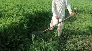 Barseem cutter or scythe in Pakistan Pasha Agro