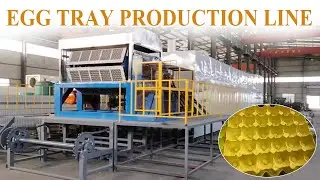 Egg Tray Production Line in Action | From Pulp to Tray