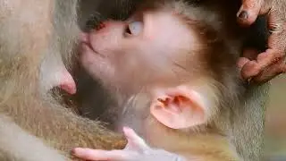 Looks lovely baby monkey breastfeeding, who know baby name? #0066