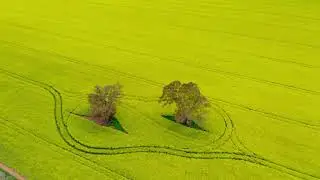 Get ready for the canola season this spring!
