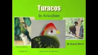 Turacos In Aviculture - Basics