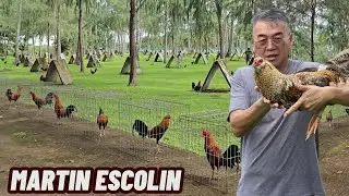 MARTIN ESCOLIN - Beautiful Big Farm Philippines Feeding Time Free Range Shape Outdoor Chicken Coop