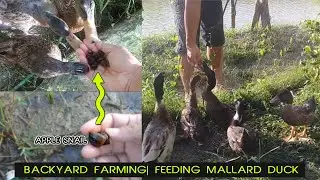 Backyard Farming| Feeding Mallard Duck with Apple snails