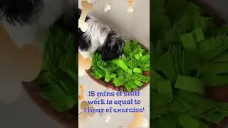 Toy Tips #2 - Snuffle Mat! Good Dog Academy NI