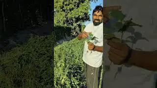Vegetable Farming in Vikindu
