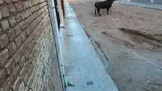 vaca ganaderia saliner como hace rogle jaja
