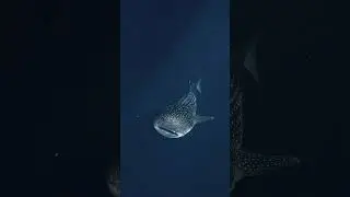 Dance with the Gentle Giant | Freediving with a Whale Shark 🐳