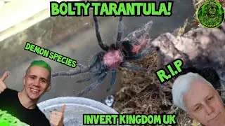 Davus Pentaloris REHOUSE!  SATAN SPAWN! (The invert Kingdom UK)