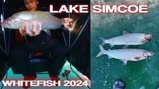 Lake Simcoe Whitefish (Kempenfelt Bay) + Gear and Technique Breakdown - Ice Fishing 2024