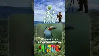 Bird of the Week: Plate-billed Mountain-Toucan!