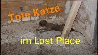 Tote Katze im Lost Place 🐆🚨 / Verlassene BW-Kaserne