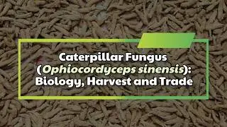 What Is Caterpillar Fungus? The World&rsquo;s Most Expensive Fungus Explained!