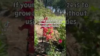 #naturalpestcontrol #gardening