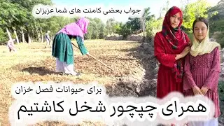 چپچور کیشت| همرای چپچور شخل کاشتیم با پدرجانم🥰❤️
