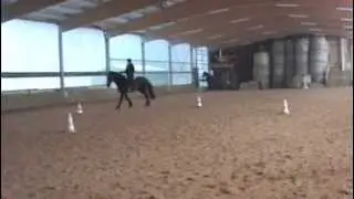Petra Schrepfer: Reiten ohne Zaum