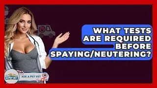 What Tests Are Required Before Spaying/neutering? - Ask A Pet Vet