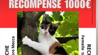 Merci pour Mecca🐈