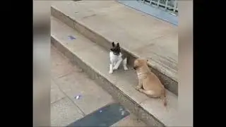Daily Animals 😹 Funny Videos Compilation 😹 Try Not To Laugh #20