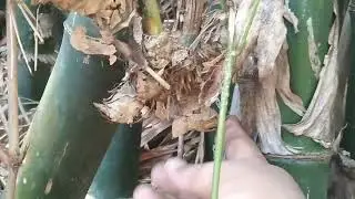 dapet bambu unink bagus matap bos