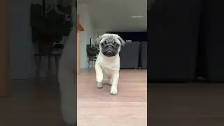 The scariest PUPPY SNEAK ATTACK 😱 #pug #dog #puppy #cute