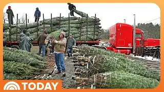 Christmas Tree Debate: Is It Cheaper to Buy a Real or Fake?