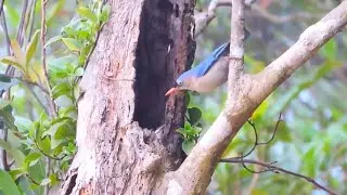 Velvet‑Fronted Nuthatch: Nature’s Tiny Climber