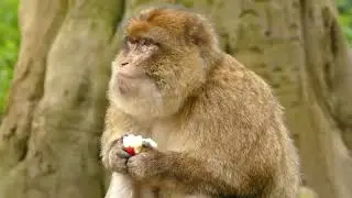 geografhical and nature information#beautiful #animals #birds #viral #video #youtube