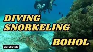 PHILIPPINES 🇵🇭 BEST SCUBA DIVING 🐠  SNORKELING Balacasag | Napaling Bohol #balacasag #scuba 