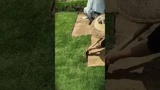 village farmers who cultivate garden grass with maximum results and minimal maintenance #shorts