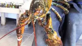 Bridgeport Lobster & Seafood, Bridgeport CT