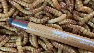 P&ecirc;chez Fran&ccedil;ais avec nos Vers de farine les truites en raffolent