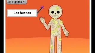 OnlineFreeSpanish - El Cuerpo - Parts of the Body - Los huesos - Bones